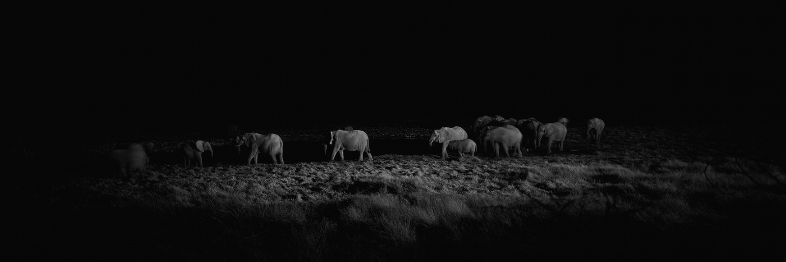 Etosha Elephants